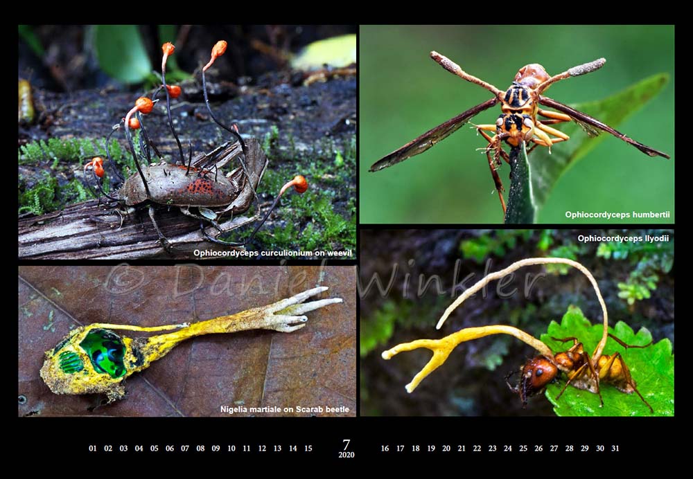 Mushroom Calendar Mushroaming Daniel Winkler's pages Dedicated to Mushrooms and Nature Tours